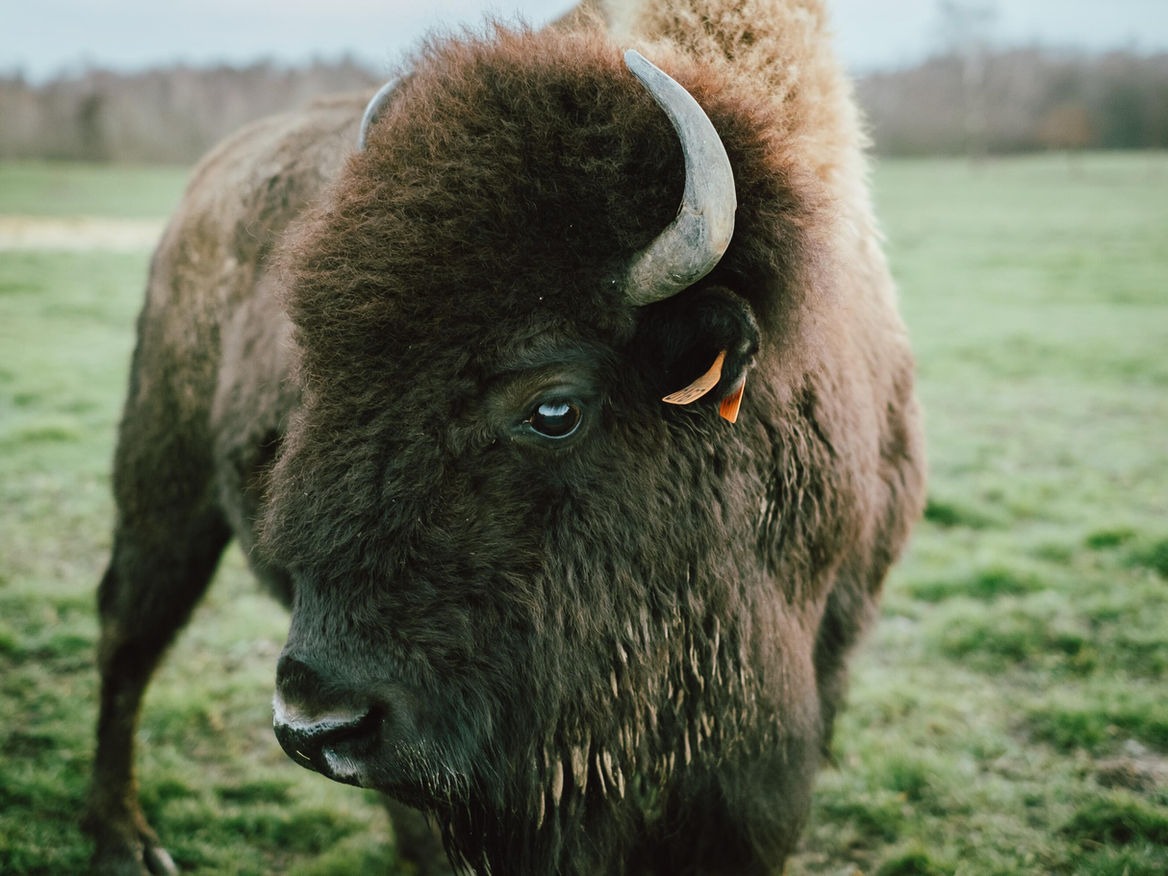 American bison standing in a grassy green field