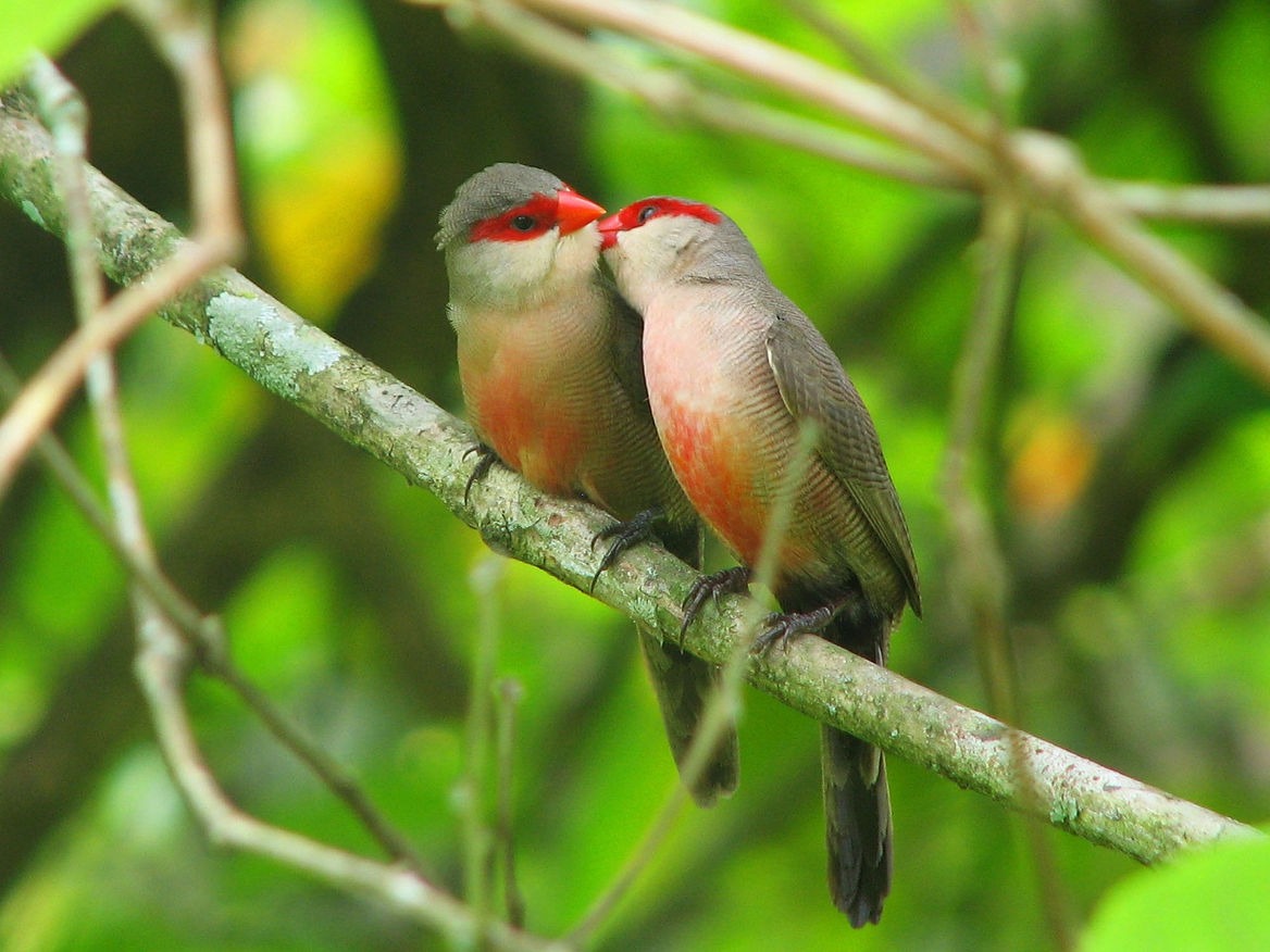 Illustration representing the rules for business courtship, highlighting TMBTQ Law and its professional legal services for businesses.